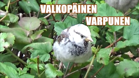 Valkopäinen varpunen