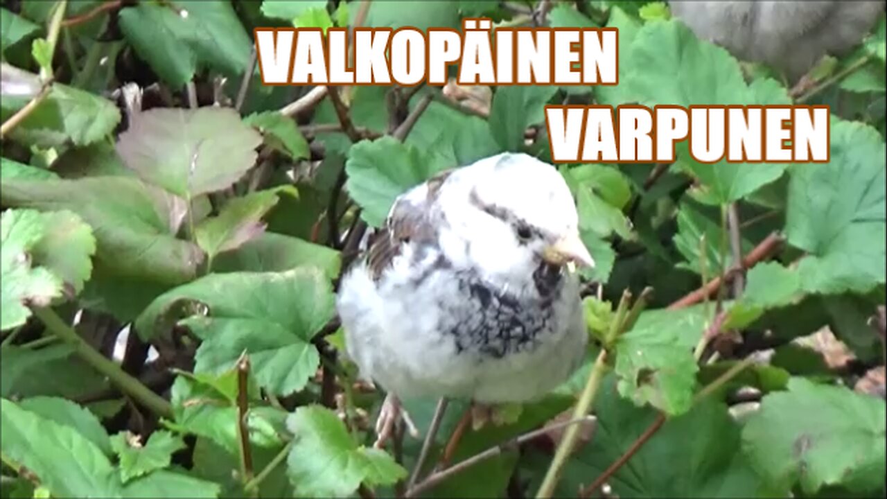 Valkopäinen varpunen