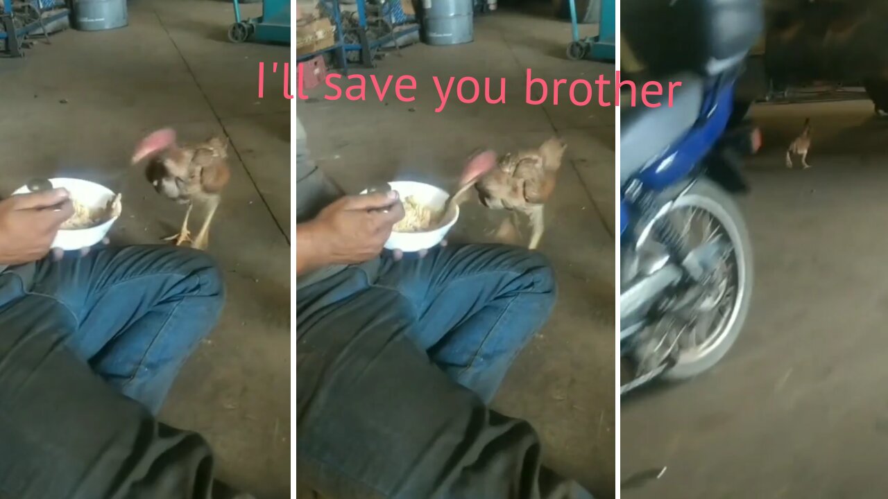 I'll save you brother