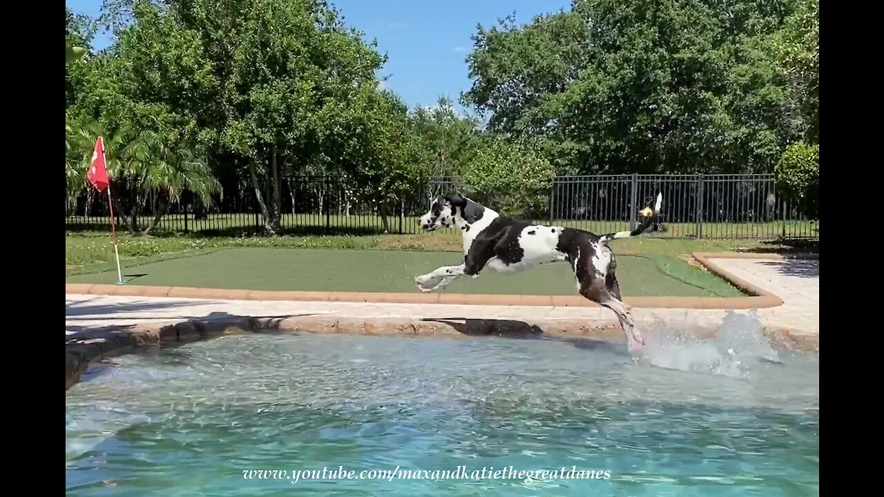 Funny Bouncing Great Dane Takes The Short Cut Across The Pool