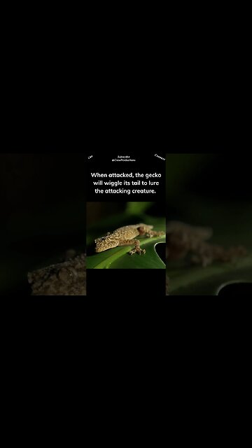 Some species of gecko use their tails as a defensive tool #reptiles #snakes #shorts