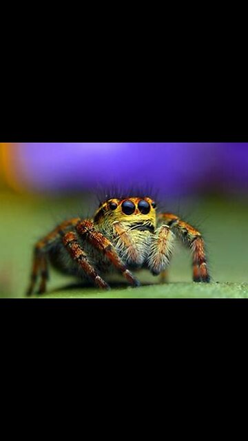 Unbelievable Facts About Spiders That Will Amaze You