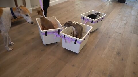 I made a train for my dogs
