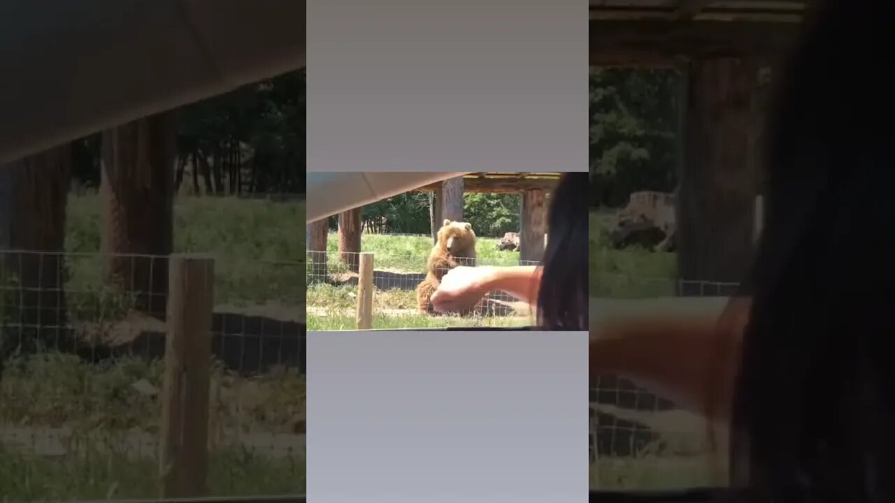 Bear Catches Food