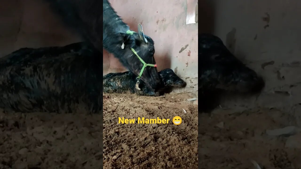 new mamber in our family||#animallover