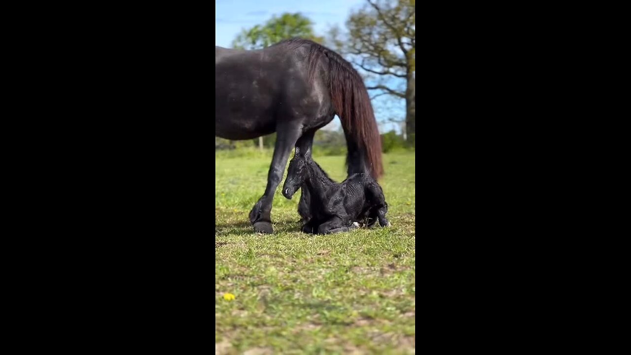 mare and her foal