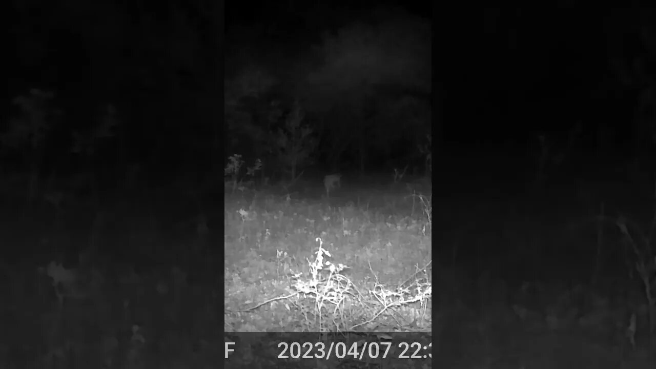 Sound on!! Not what you expect.