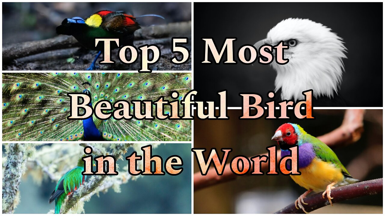 Top 5 most beautiful bird in the world.