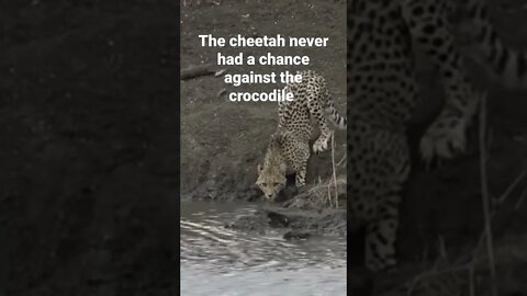 This cheetah gets eaten by a crocodile