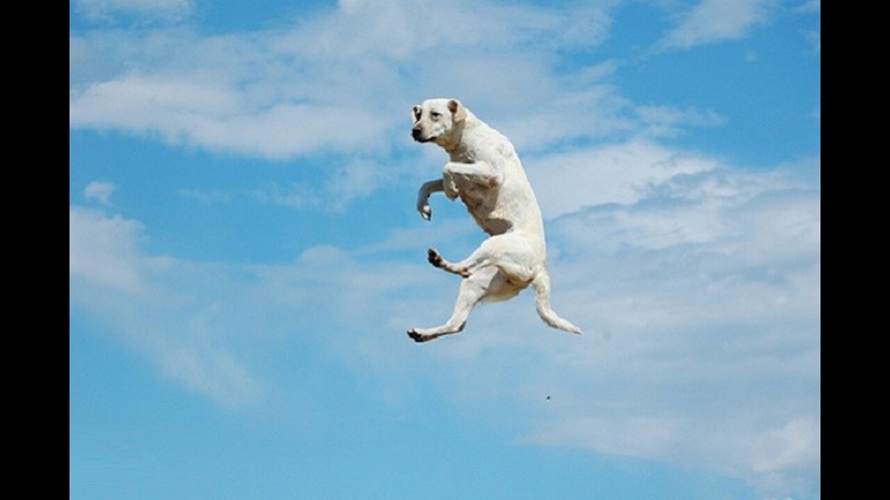 How to stop your dog's jumping Problem