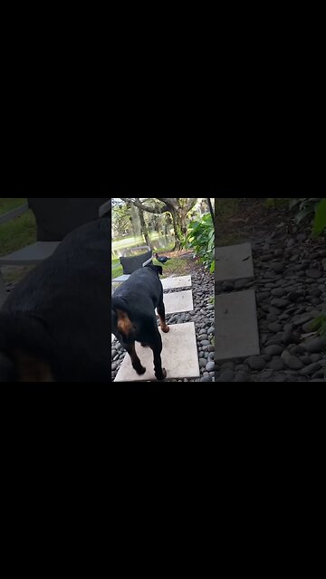 Rottweiler Samson doesn’t like the duck coming too close…