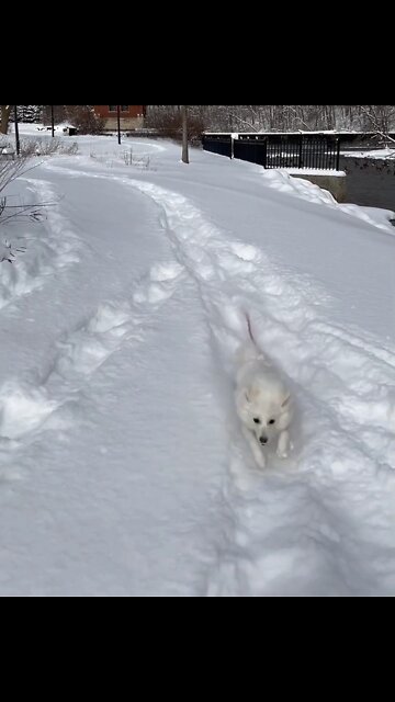 The dog is running through the ice