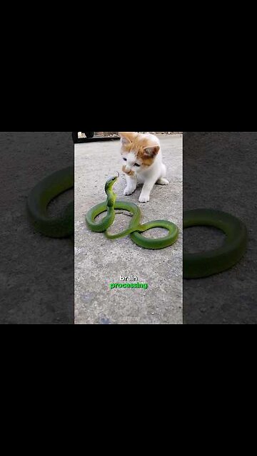 🐈 Cats' Swift Reactions 🐈