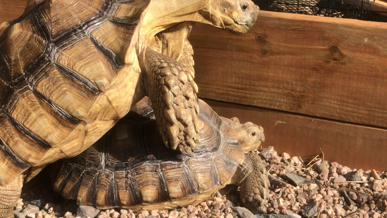 Hank trying to mount Shelly