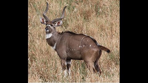 Mountain Nyala