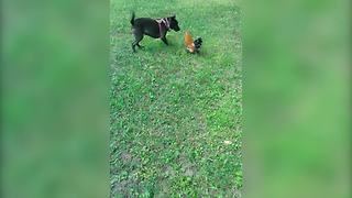 "Dog Vs Rooster"