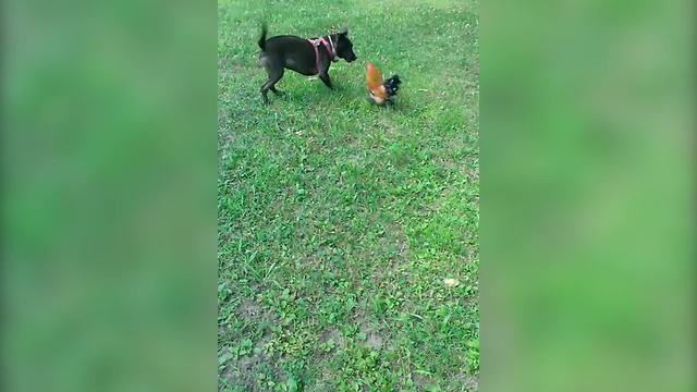 "Dog Vs Rooster"