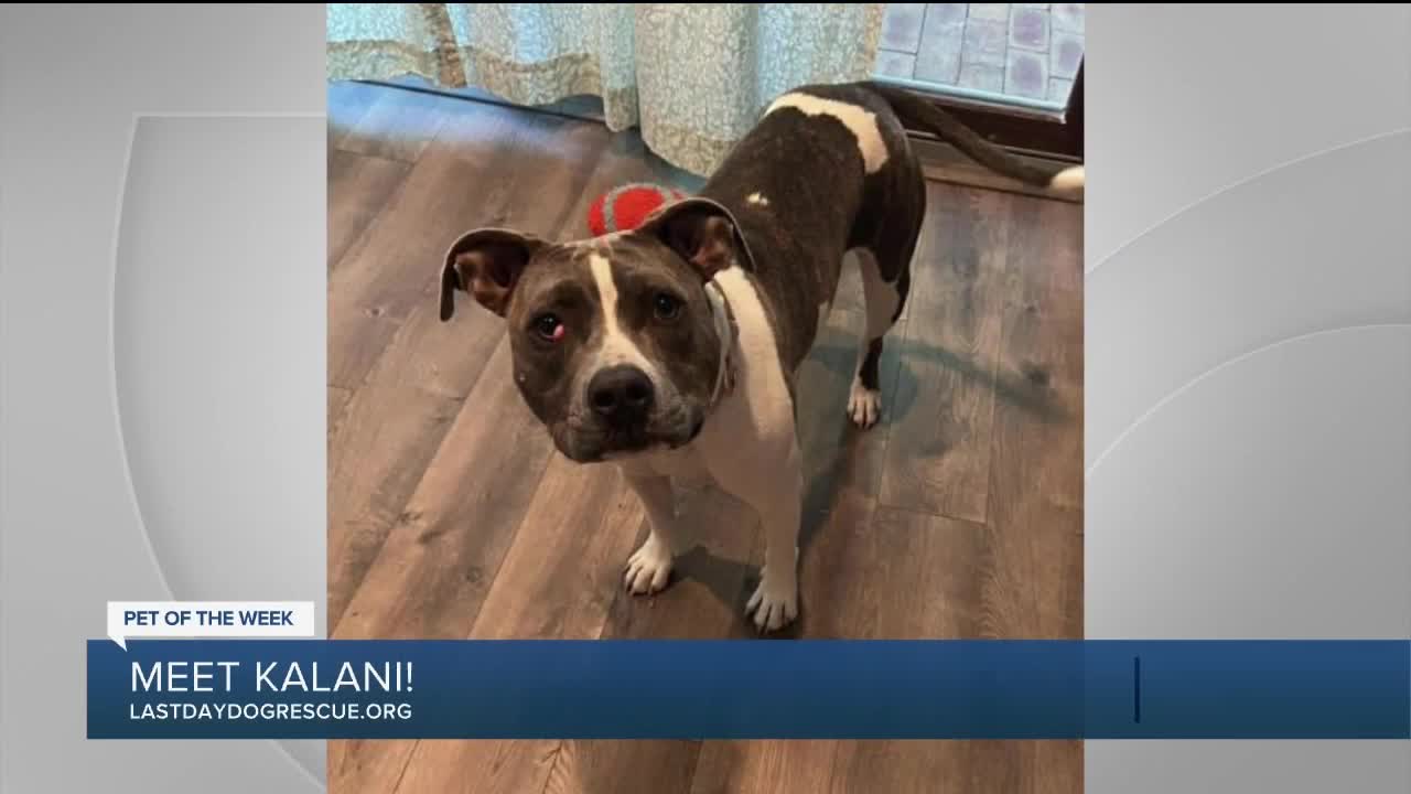 Pet of the Week: Kalani