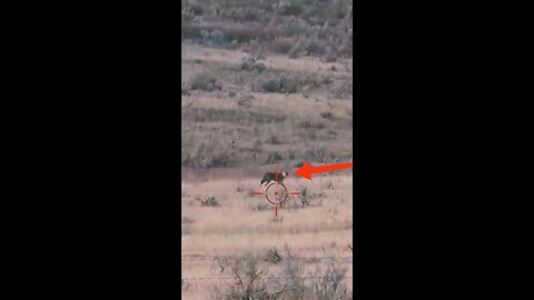 Hunting Coyotes #shorts #dogs #animals #hunter #107