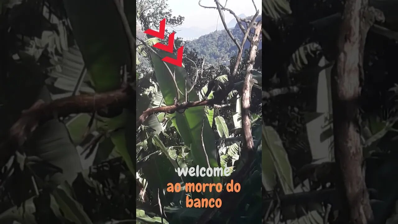 welcome ao morro do banco,