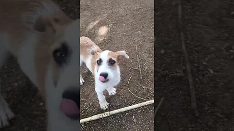 This is my cute dog