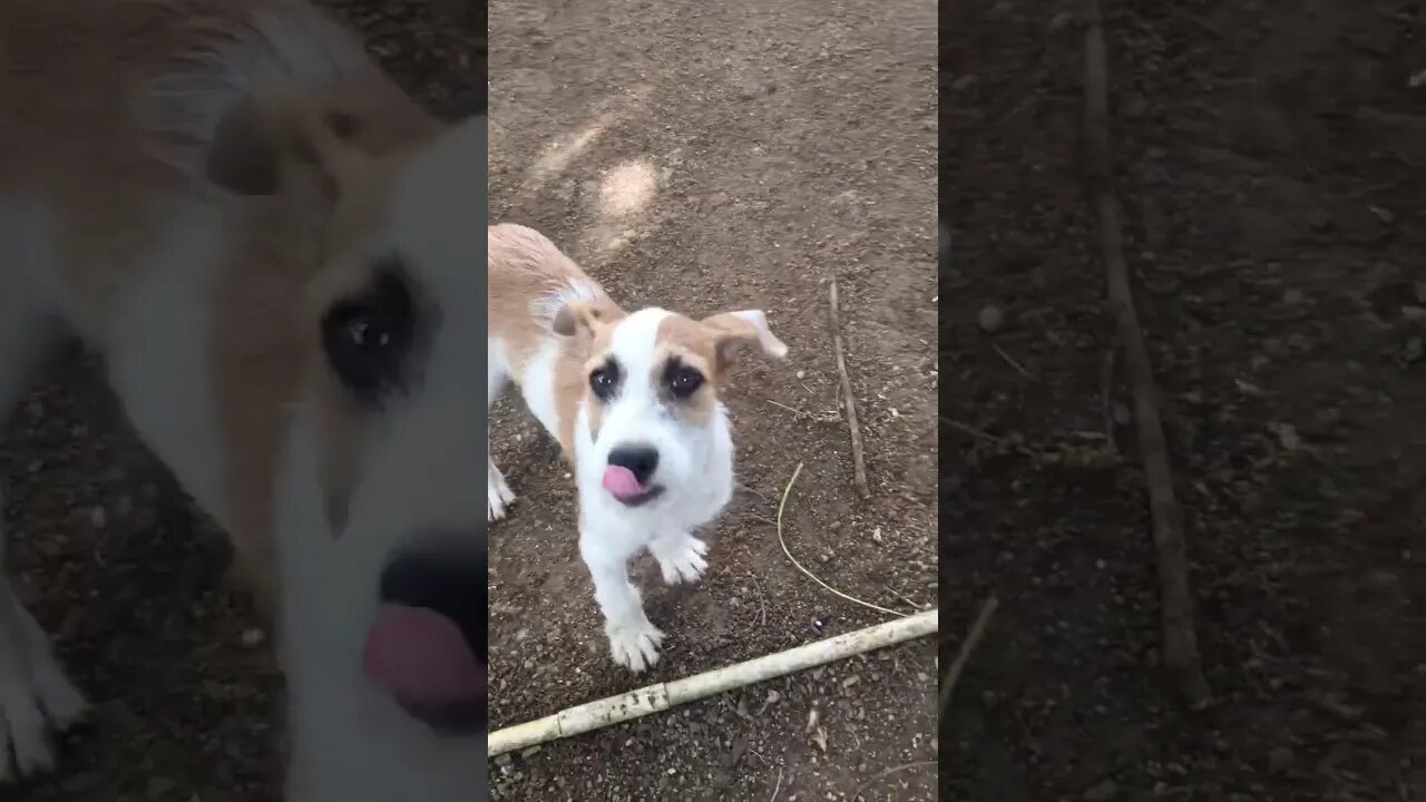 This is my cute dog