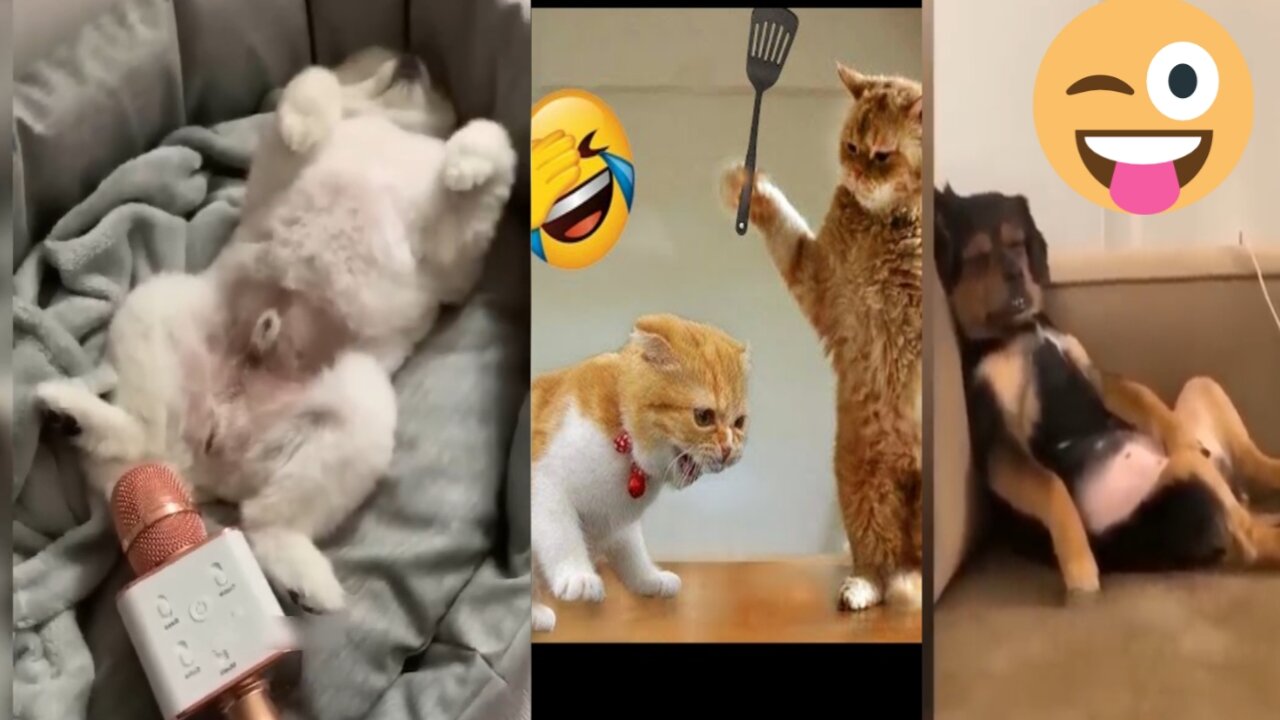 Cute Funny Cat Vidio😍 | Funny Vidio 🤣