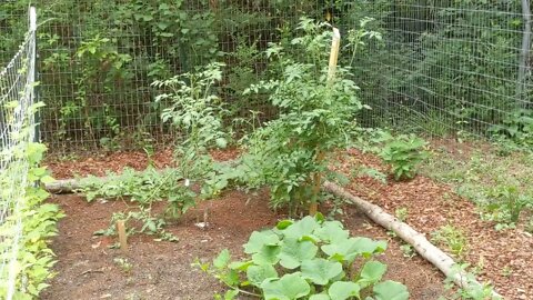 First Garden, June 30 Update