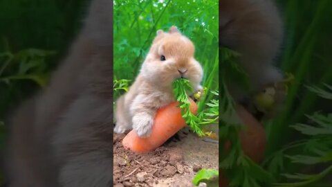 Rabbit eating carrot #shortsfeed #shortsvideo #ytshorts #rabbit #shorts