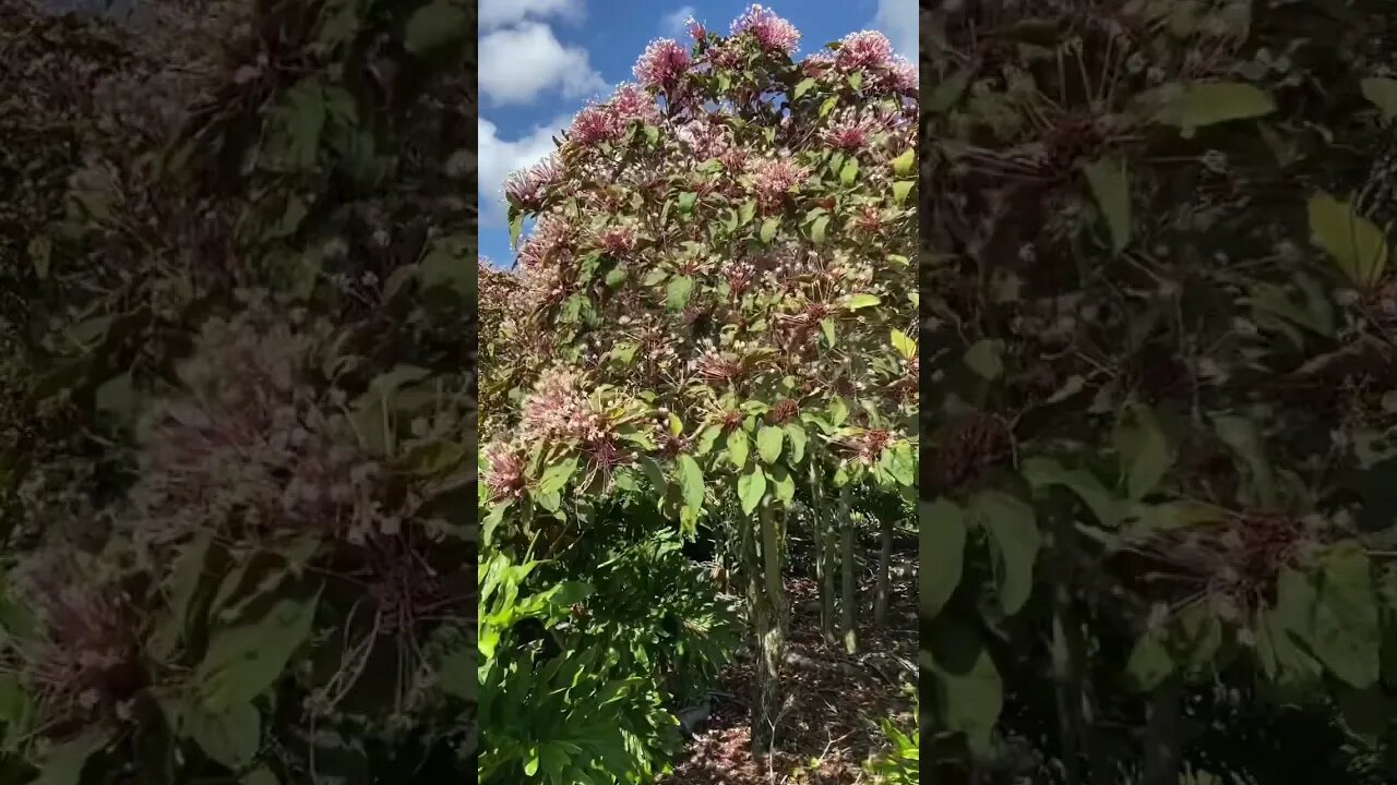 just Beautiful!