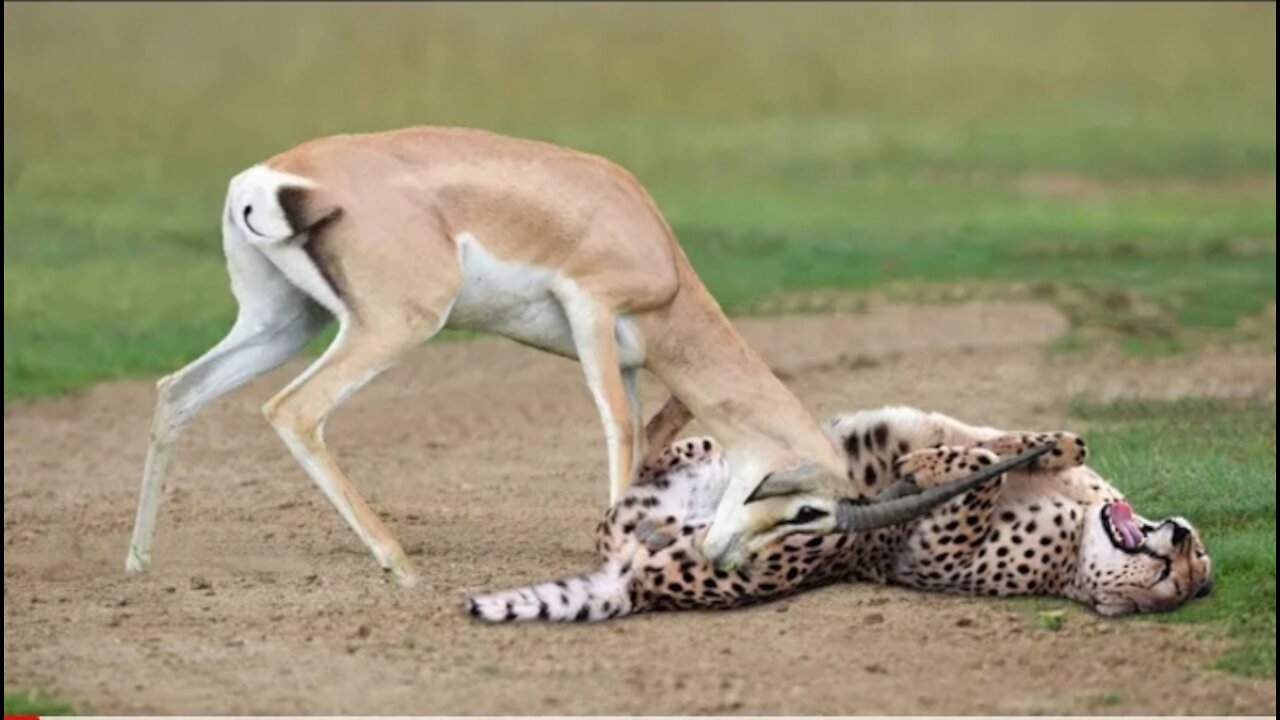 WORLD’S FASTEST ANIMALS FAIL! Grant’s Gazzele Take Down Cheetah With Horns