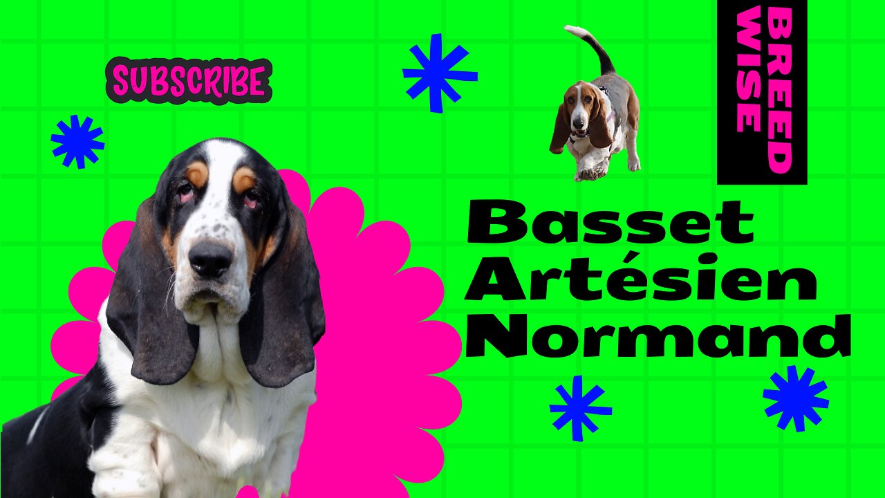 Basset Artésien Normand: A Journey into the Enchanting World of this Remarkable Dog Breed