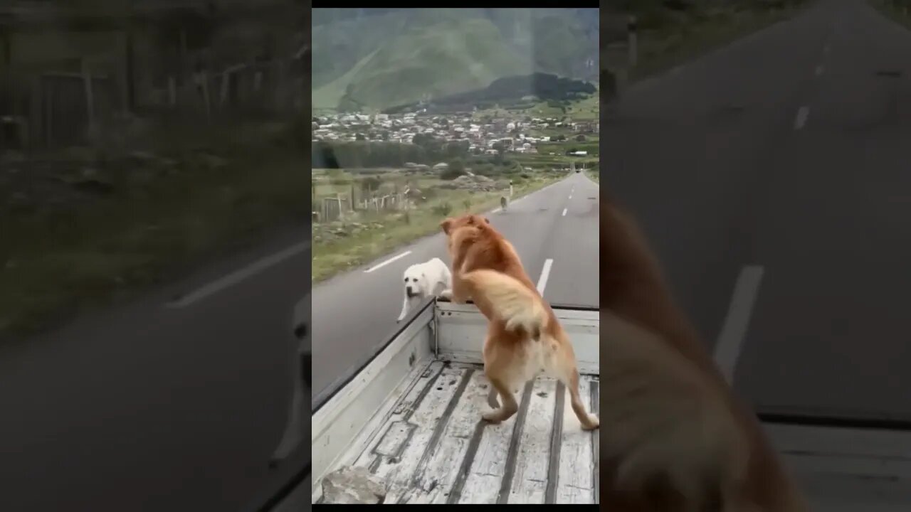 I left.Pets dog #shorts #youtubeshorts #animals #dog