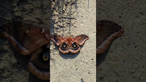 This Emperor Moth (Polyphemus) Greeted Me This Morning On My Walk. Animal Totem Message?