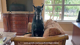 Yawning Great Dane Makes Herself Comfy On Her Favorite Chair