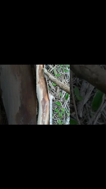 Duvido você acertar, qual o nome da 🐍? #shorts