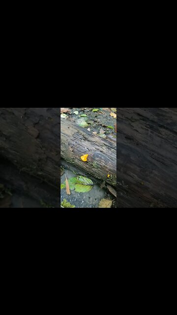 Witches Butter #Mushroom