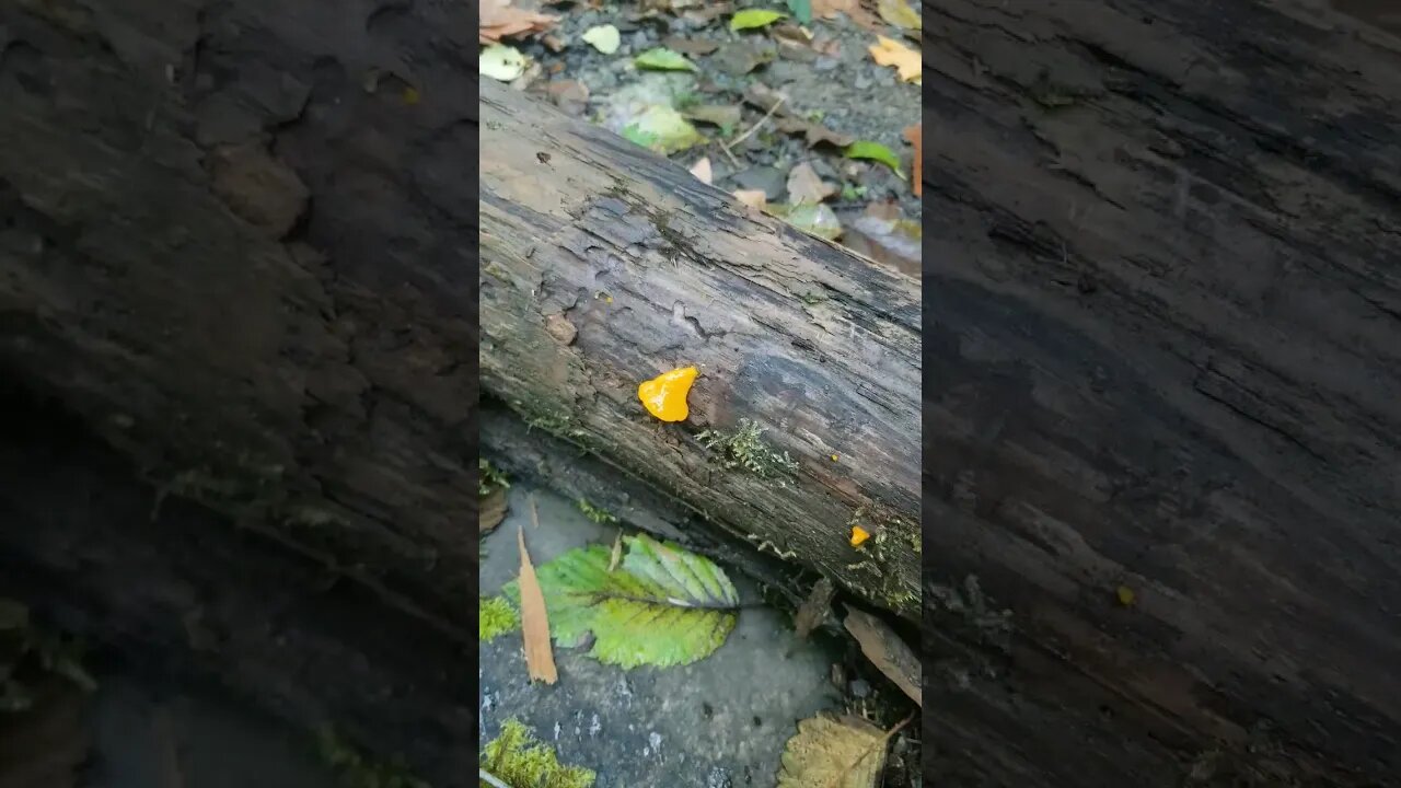 Witches Butter #Mushroom