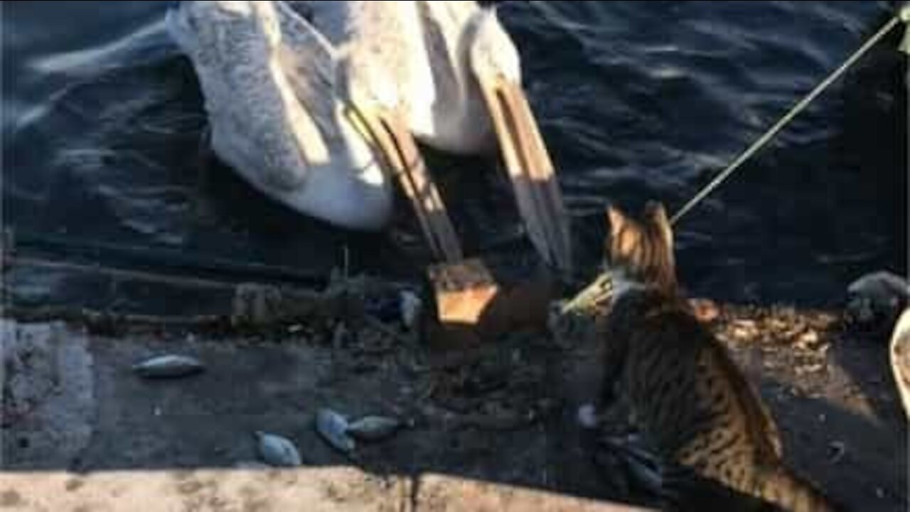 Un chat protège ses poissons de pélicans gourmands