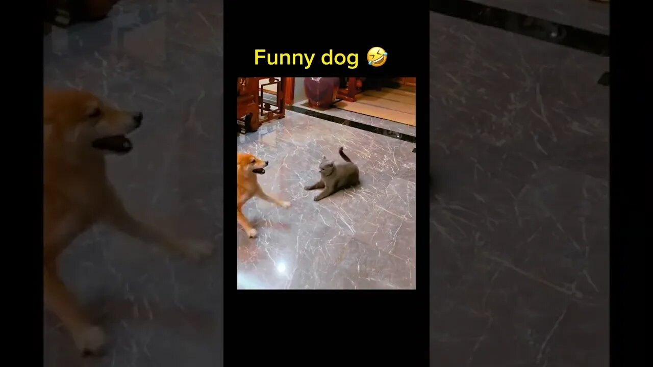 Funny Dogs You must Have in your House