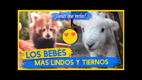 Animales Bebés MÁS LINDOS Y TIERNOS del Mundo 😍🐾🐤💖 Parte 2