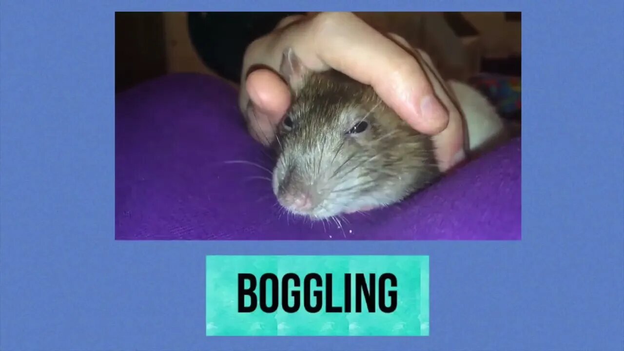 10 Weird Yet Totally Normal Behaviors (and More) from Pet Rats
