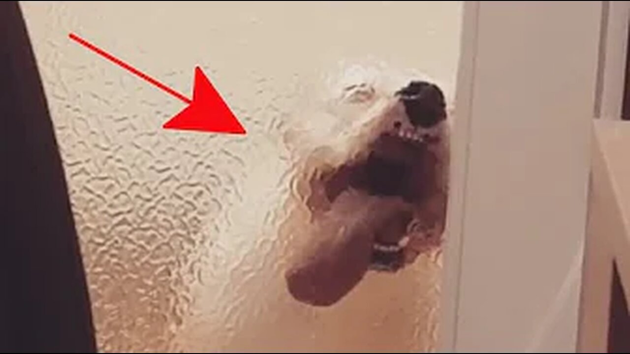Try Not To Laugh Watching Funny Animal Fails Compilation 2020
