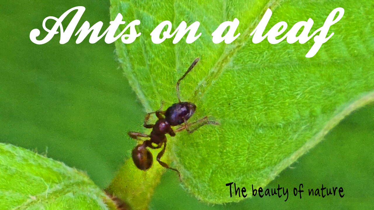 Ants on a leaf / beautiful insects in nature / beautiful animal nature video.