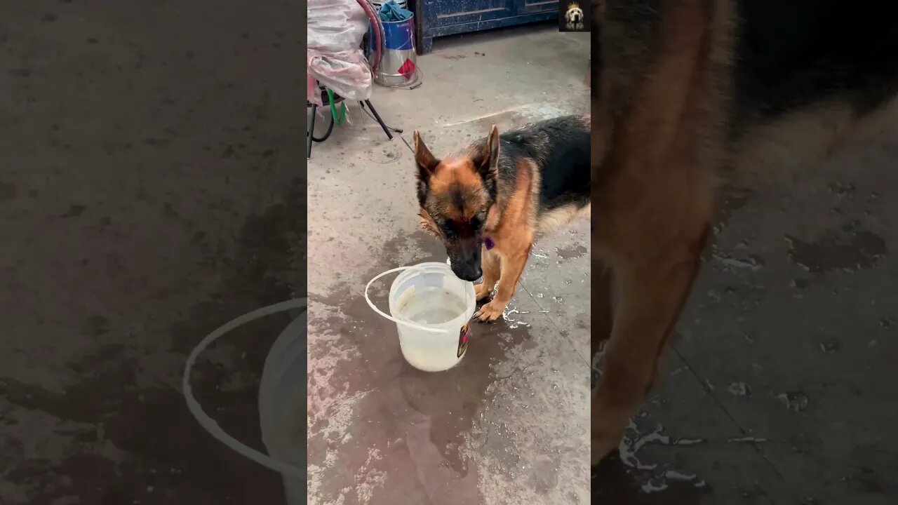 🤣 🐶On this Summer 🥵 | #Funny #dog #short videos 2023