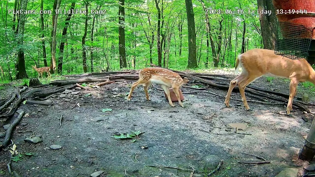 First Sighting Of Twins This Season 6/16/23 WL2