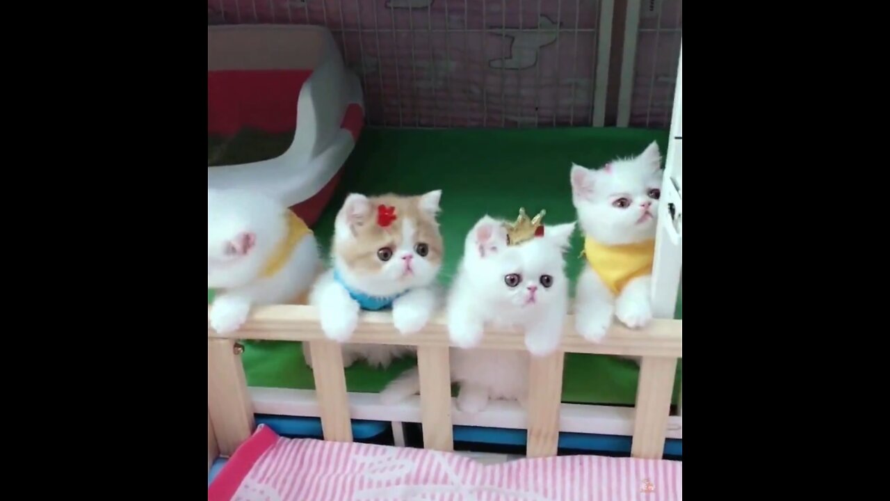 Cute Baby Cats - Compilation Of Cute and Funny Baby Cat