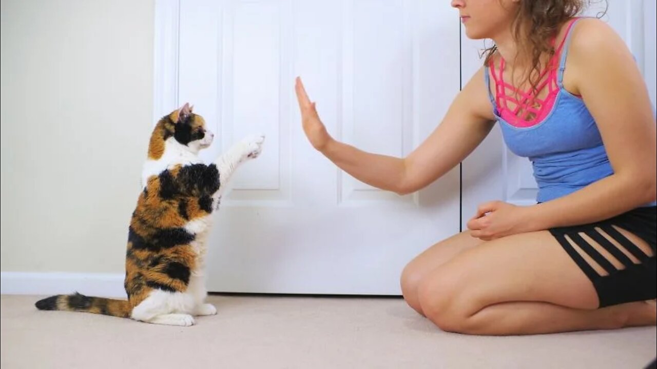 Shutterstock young woman trainer training calico cat