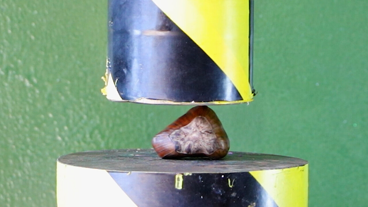 Chestnut Crushed With Hydraulic Press