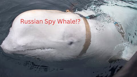 Russian Spy Whale